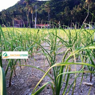 Gỏi tỏi non Lý Sơn - Đặc sản nơi biển khơi