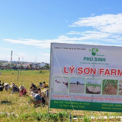 Tour trải nghiệm Lý Sơn 3 ngày 2 đêm cực hot tại Vương Quốc Tỏi
