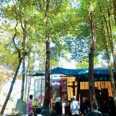 Tour du lịch măng đen 1 ngày tại Quảng Ngãi